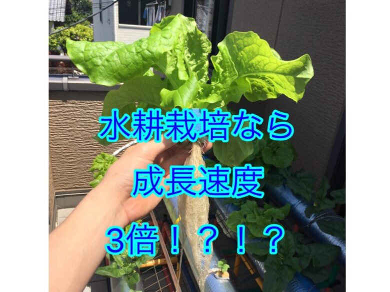 水耕栽培なら2 3倍も速く野菜が育つ 3週間でレタス収穫 しょーてぃブログ