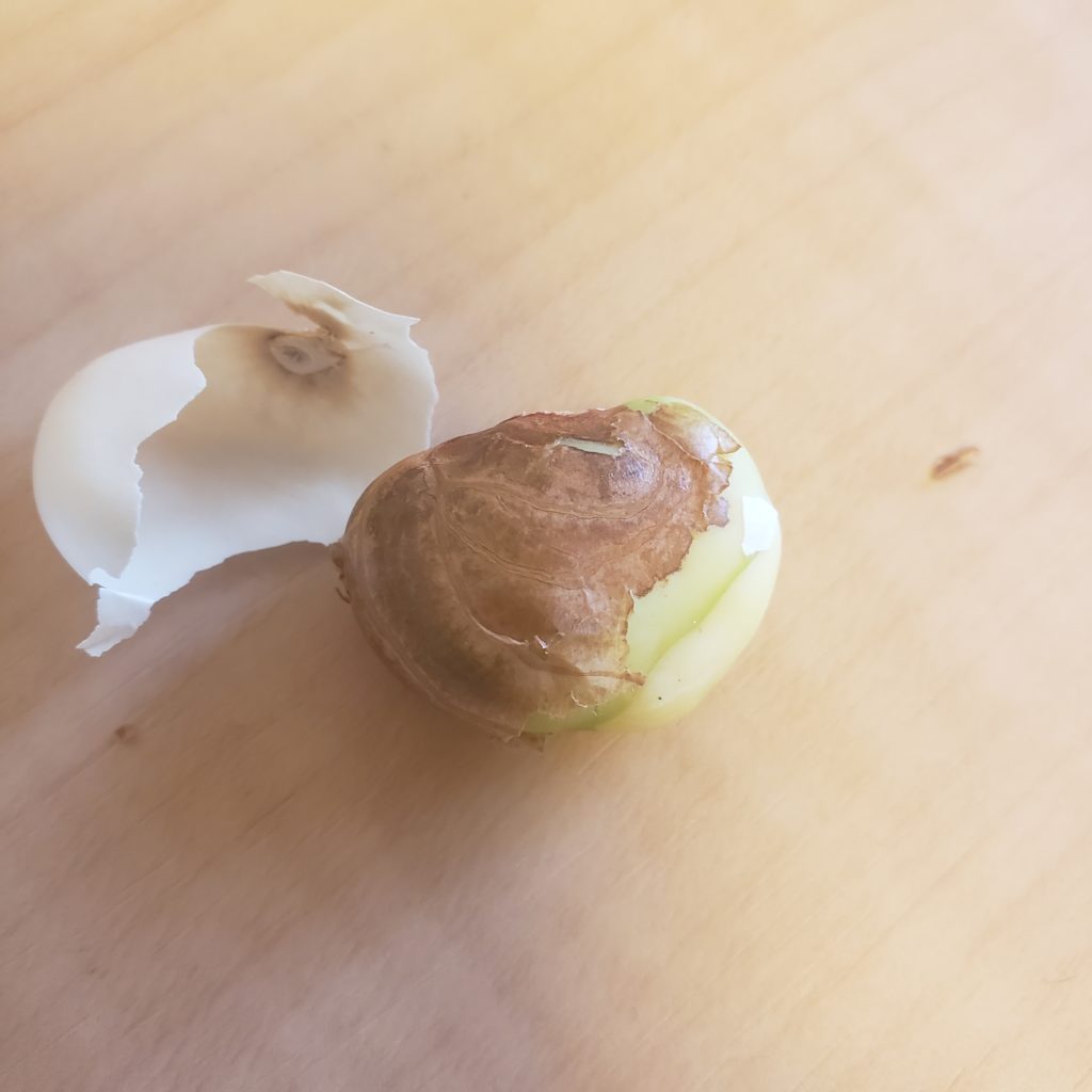 皮の剥き方
