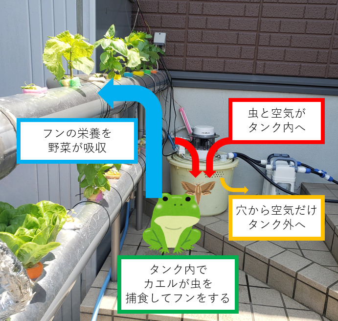 持続可能な自動水耕栽培 カエルで野菜を育てるアクアポニックス しょーてぃブログ
