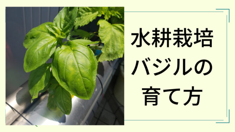 水耕栽培でバジルをわさわさに育てる方法 手順 歴5年が解説 しょーてぃブログ